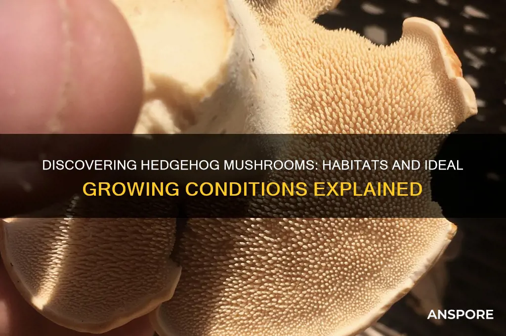 where do hedgehog mushrooms grow