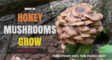 Honey Mushrooms: Unveiling Their Favorite Natural Habitats and Growth Spots