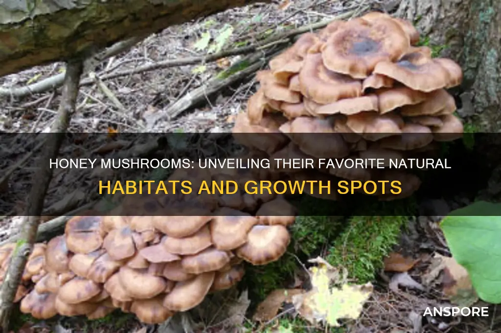 where do honey mushrooms grow