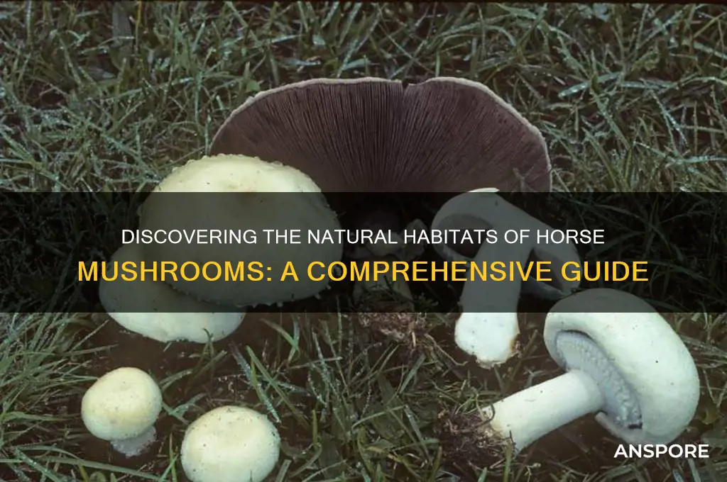 where do horse mushrooms grow