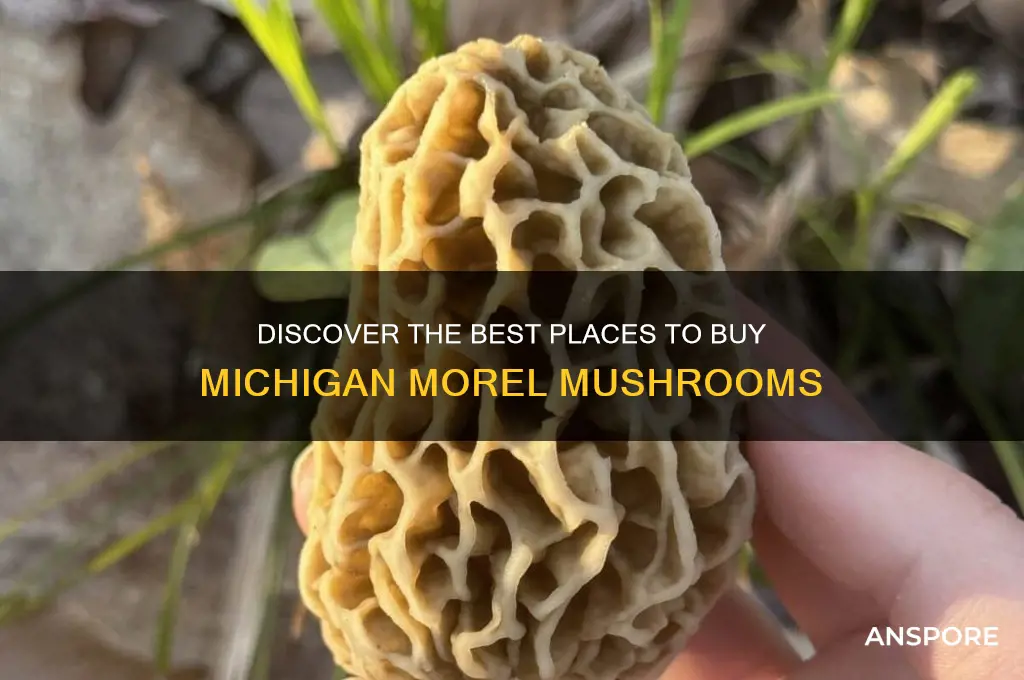 where do i buy michigan morel mushrooms
