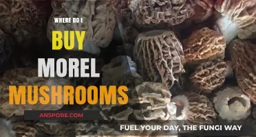 Where to Buy Morel Mushrooms: A Comprehensive Guide for Enthusiasts