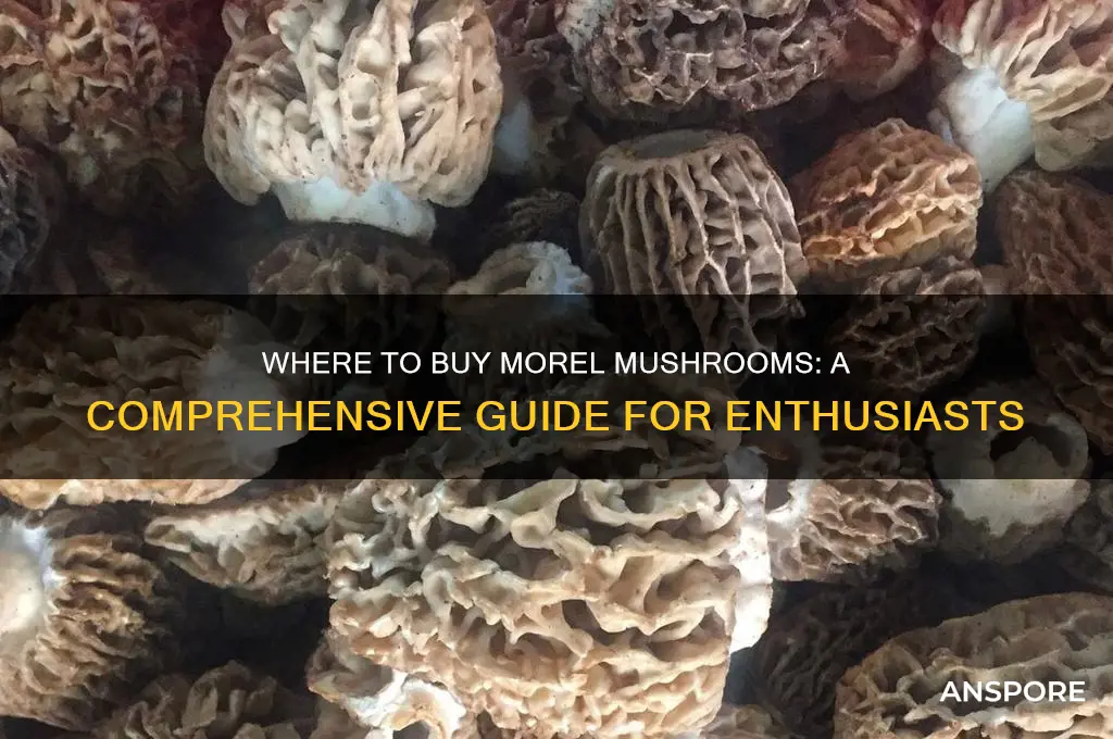 where do i buy morel mushrooms