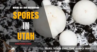 Where to Buy Mushroom Spores in Utah: A Comprehensive Guide