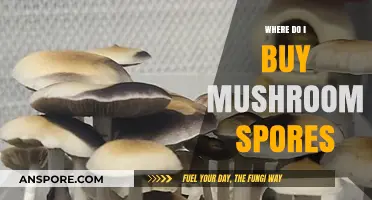 Where to Buy Mushroom Spores: A Comprehensive Guide for Beginners