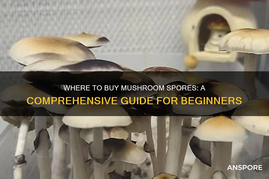 where do i buy mushroom spores