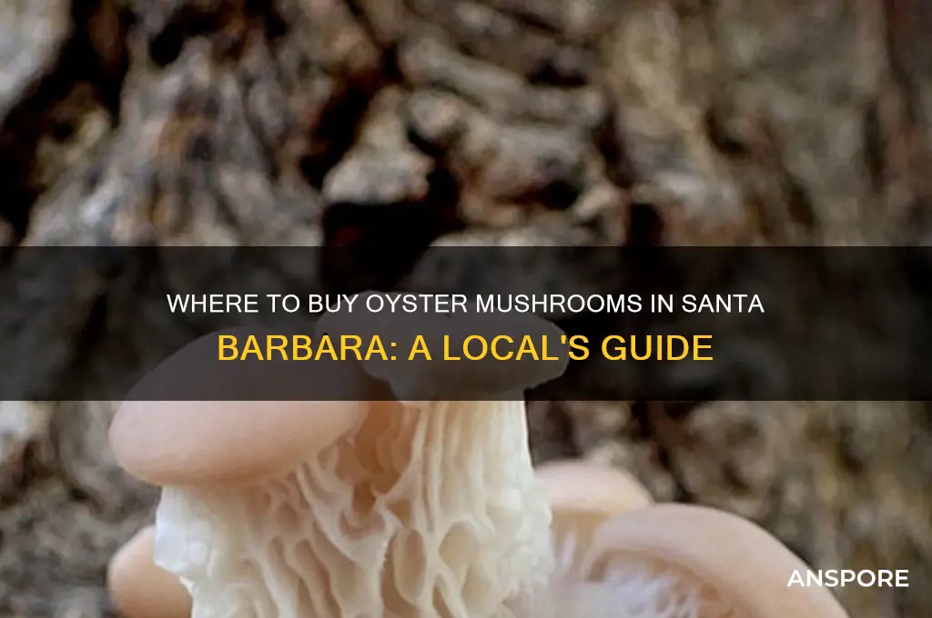 where do i buy oyster mushroom in santa barbara