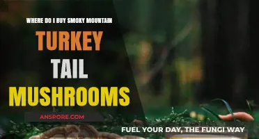 Where to Buy Smoky Mountain Turkey Tail Mushrooms: A Guide
