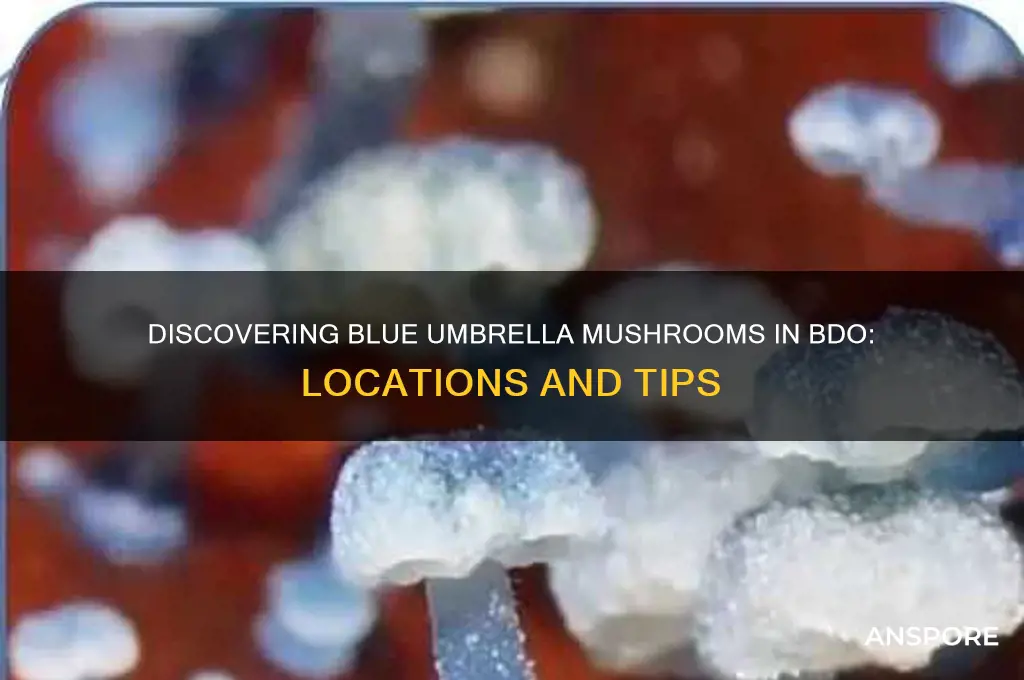 where do i find blue umbrella mushroom bdo