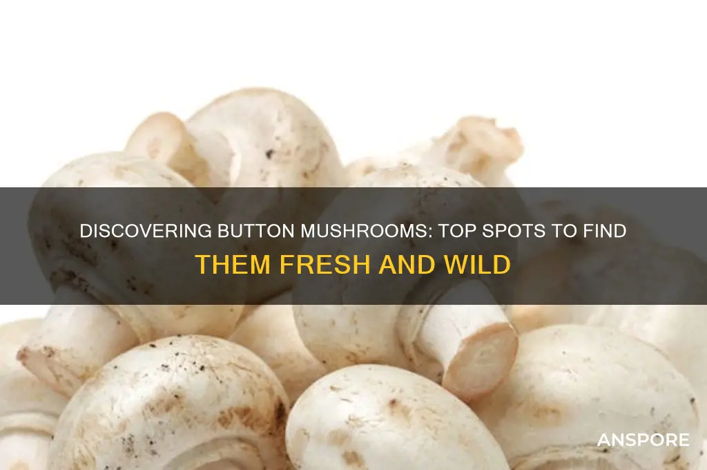 where do i find button mushrooms