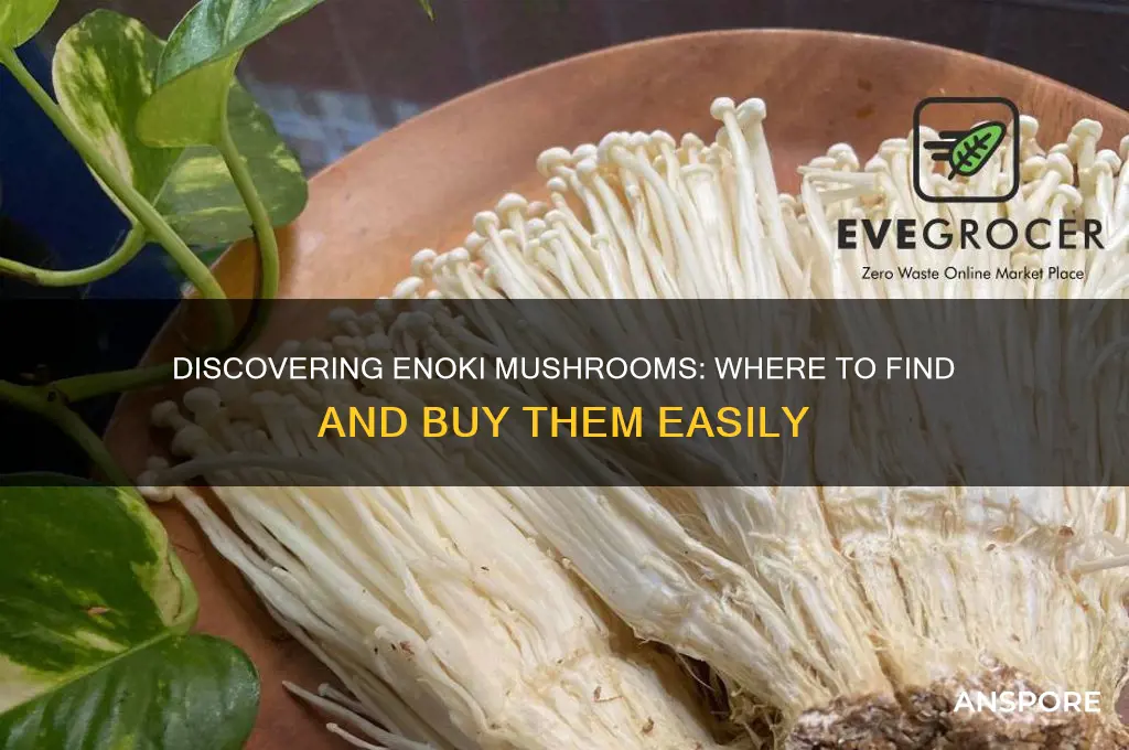 where do i find enoki mushrooms