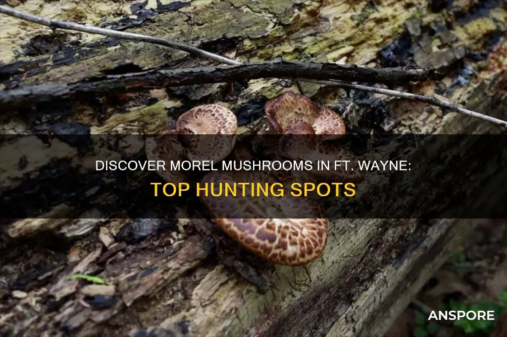 where do i find morel mushrooms in ft wayne in