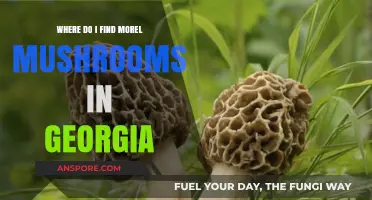 Discover Georgia's Hidden Morel Mushrooms: Top Hunting Spots & Tips