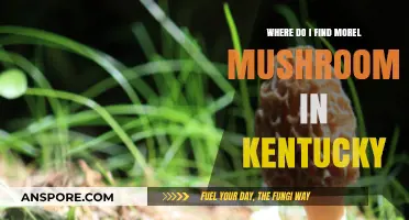 Discover Kentucky's Morel Mushroom Hotspots: A Forager's Guide