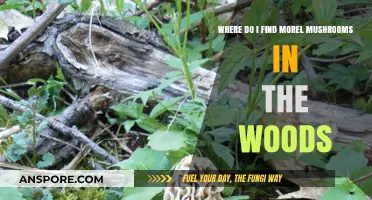 Discovering Morel Mushrooms: Prime Woodland Spots for Foraging Success