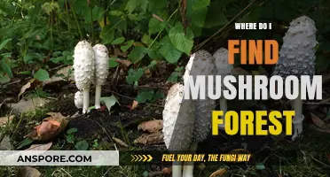 Discovering Mushroom Forests: Where to Find These Magical Ecosystems