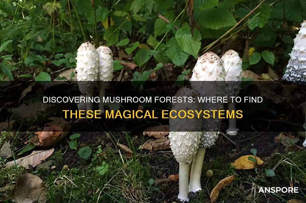 where do i find mushroom forest