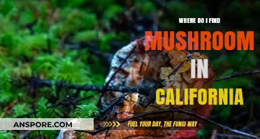 Discover California's Best Mushroom Foraging Spots: A Beginner's Guide