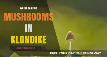 Discovering Mushrooms in Klondike: Top Spots and Foraging Tips