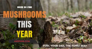 Discovering Mushroom Hotspots: Your 2023 Guide to Foraging Success