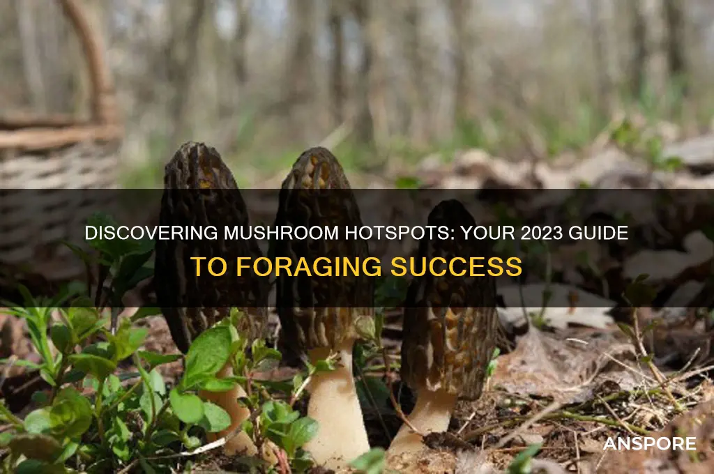where do i find mushrooms this year