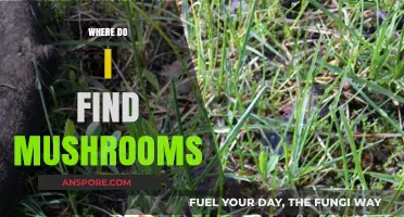 Discovering Mushrooms: Top Spots and Tips for Foraging Success