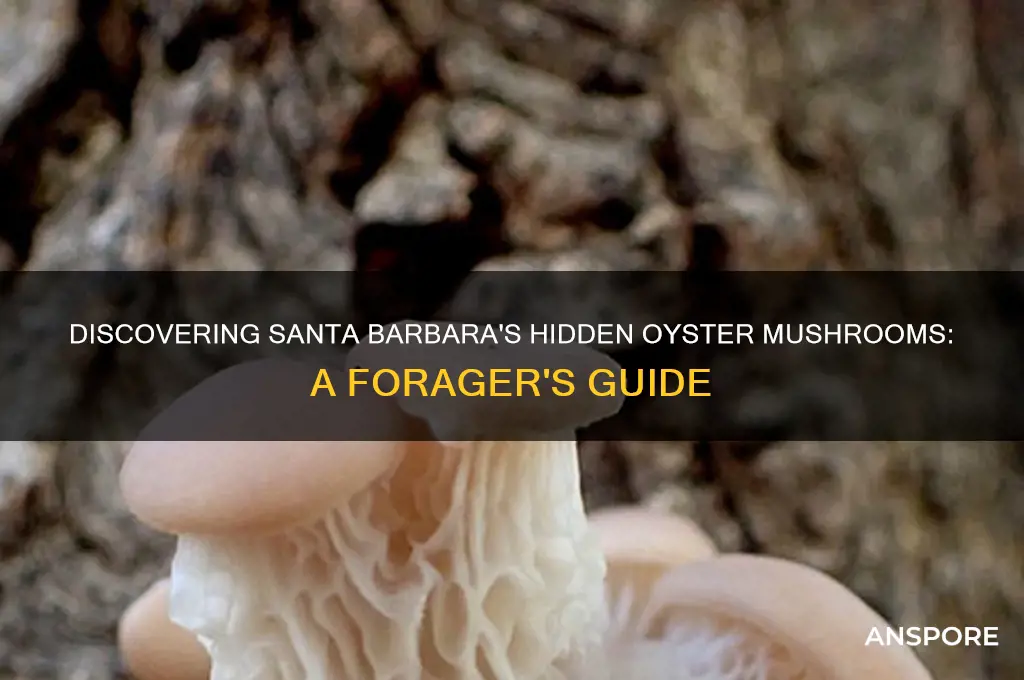 where do i find oyster mushroom in santa barbara