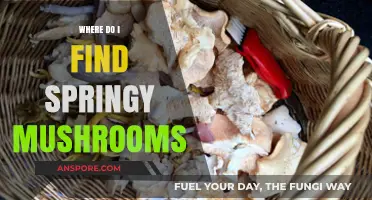 Discovering Springy Mushrooms: Top Spots and Foraging Tips for Enthusiasts
