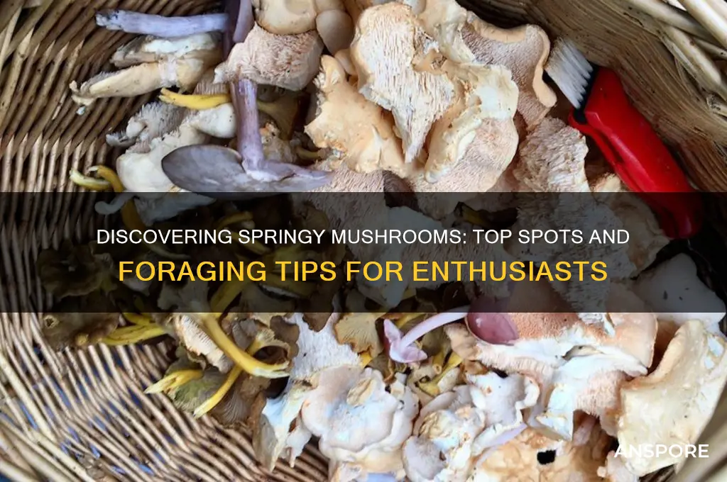 where do i find springy mushrooms