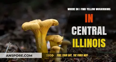 Finding Yellow Mushrooms in Central Illinois: Top Spots and Tips