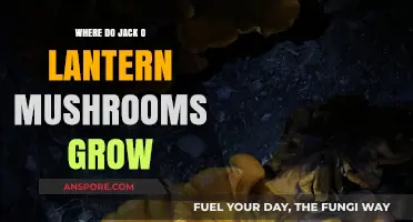 Where Do Jack O' Lantern Mushrooms Grow: A Glowing Guide