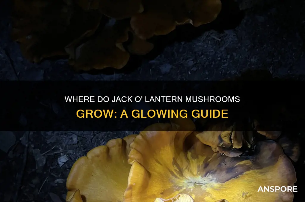 where do jack o lantern mushrooms grow