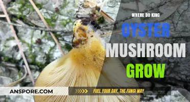 Where Do King Oyster Mushrooms Grow: Habitat and Cultivation Tips