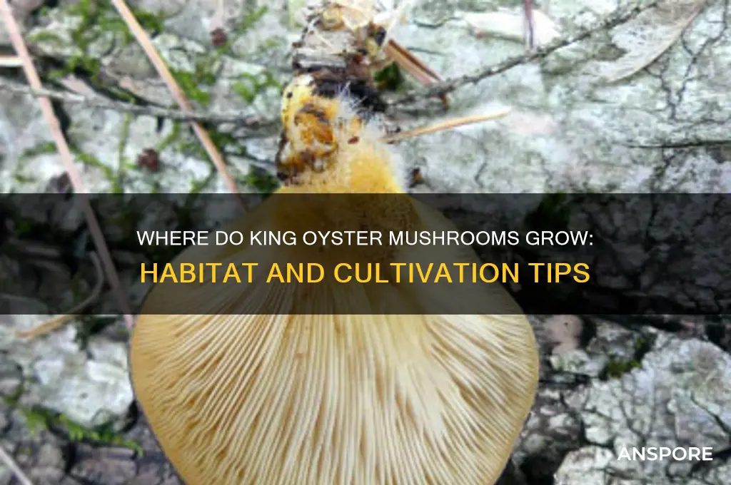 where do king oyster mushrooms grow