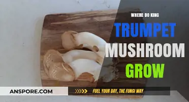 Where King Trumpet Mushrooms Thrive: Ideal Growing Conditions Explained