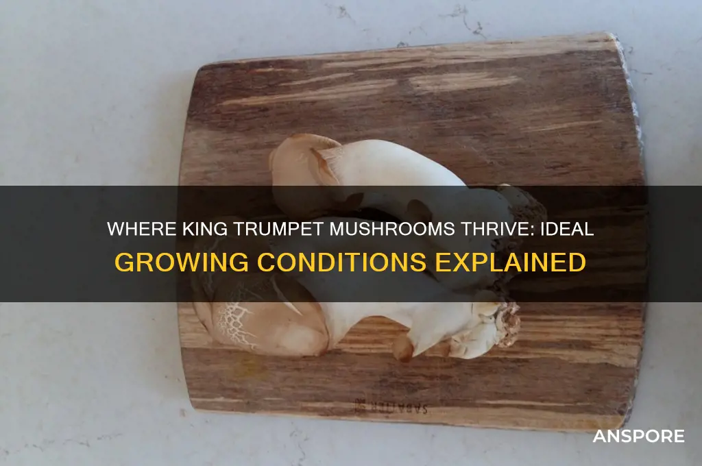 where do king trumpet mushrooms grow