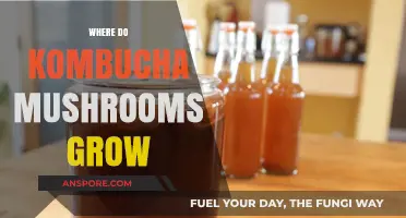 Where Do Kombucha Mushrooms Grow: Unveiling the Fermentation Mystery