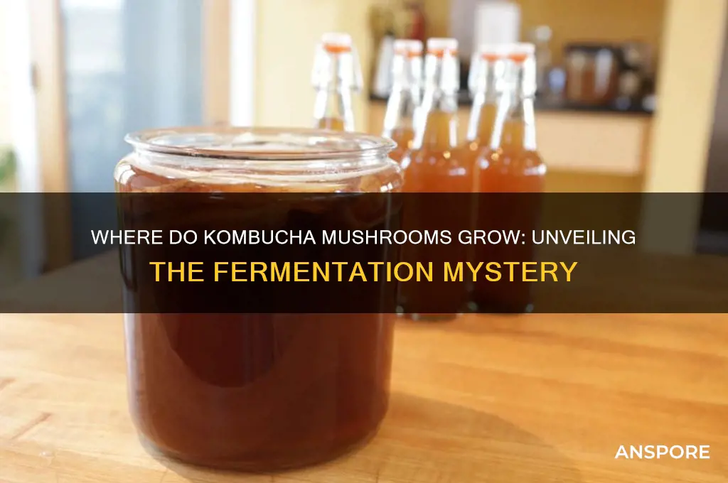 where do kombucha mushrooms grow