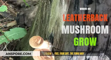 Discovering Leatherback Mushrooms: Their Natural Habitats and Growth Conditions