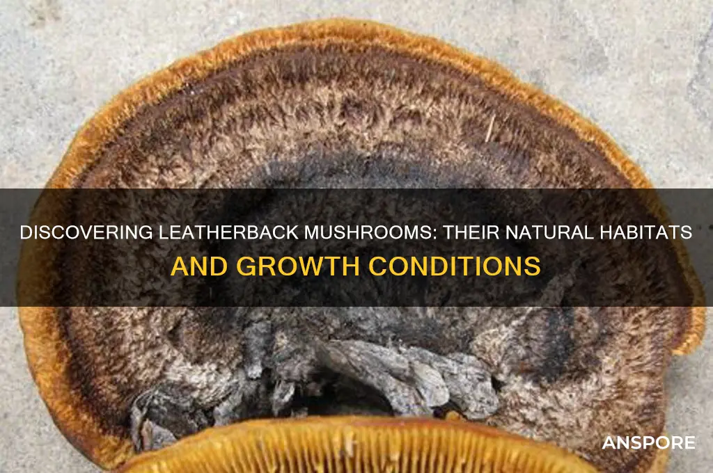 where do leatherback mushrooms grow