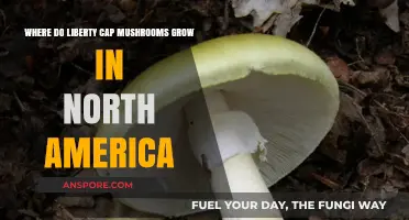 Discovering Liberty Cap Mushrooms: North American Habitats and Growing Conditions