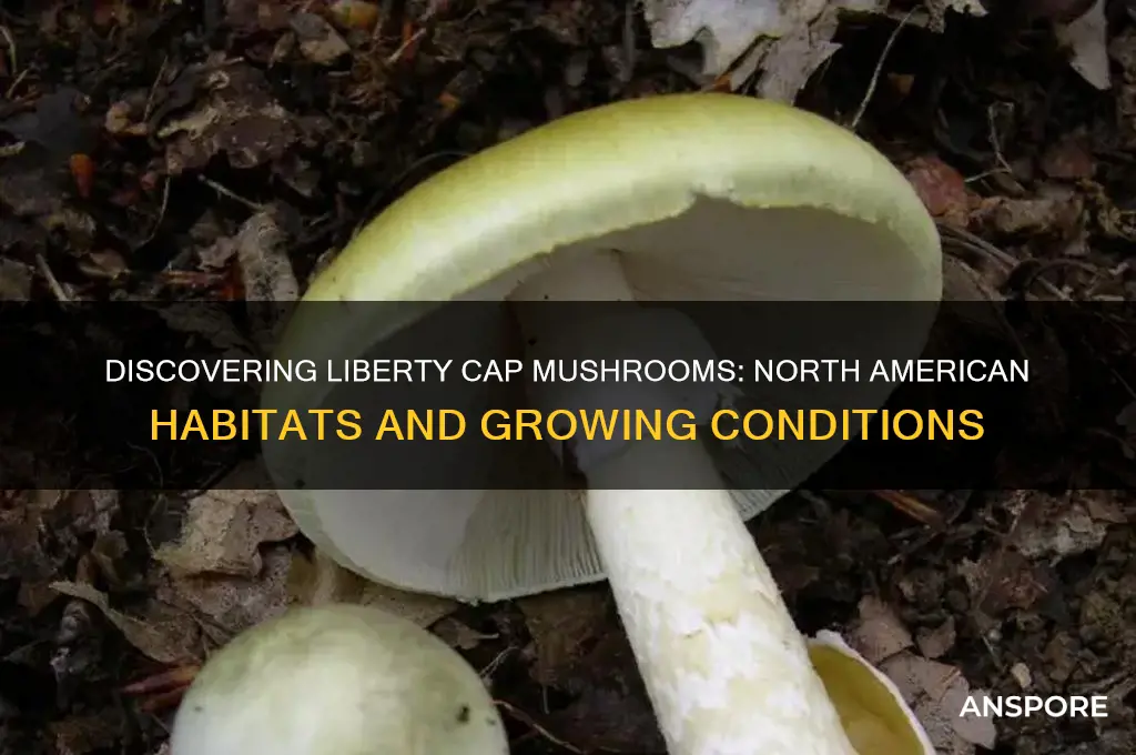 where do liberty cap mushrooms grow in north america