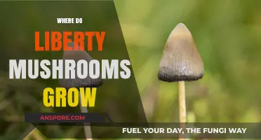 Discovering Liberty Mushrooms: Natural Habitats and Growing Conditions Explained