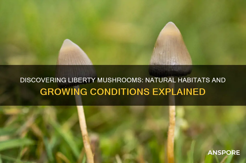 where do liberty mushrooms grow