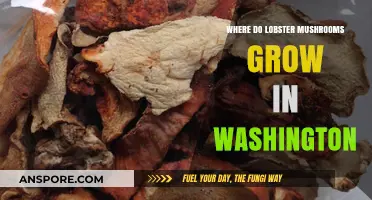 Discovering Washington's Lobster Mushrooms: Habitat and Foraging Spots
