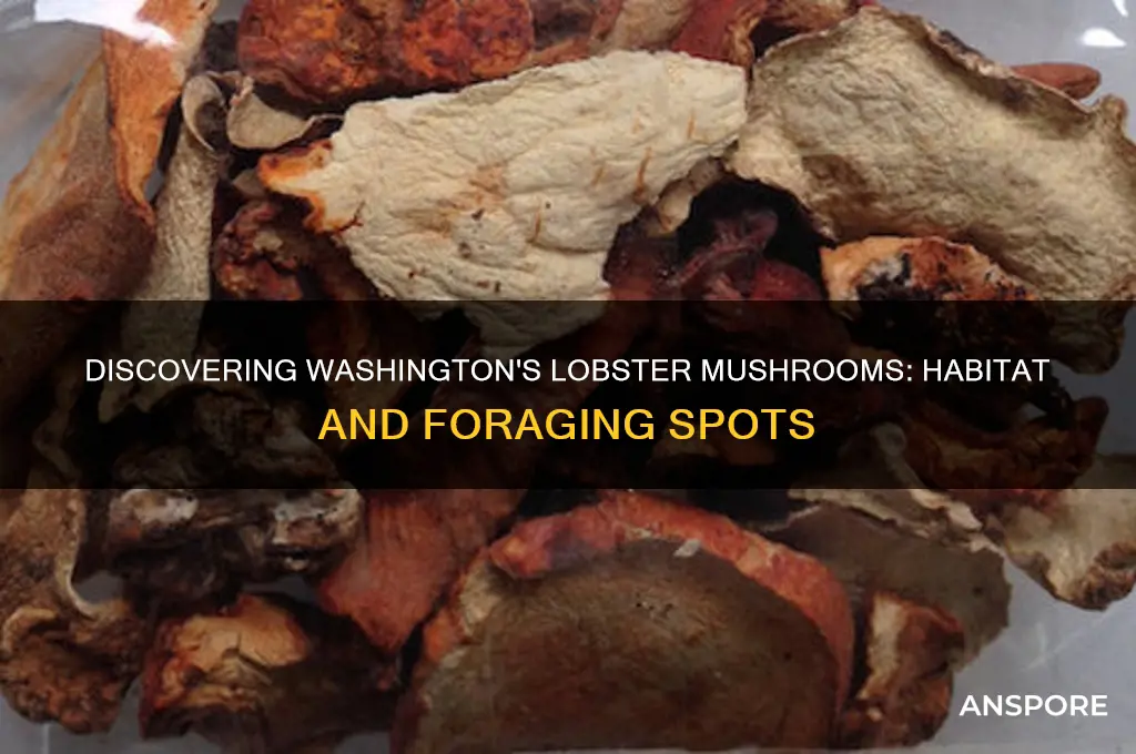 where do lobster mushrooms grow in washington