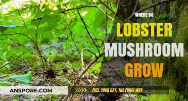Discovering the Unique Habitats Where Lobster Mushrooms Thrive Naturally