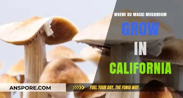 Discovering California's Hidden Magic Mushroom Habitats: A Guide to Their Growth