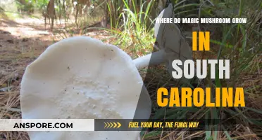 Discovering South Carolina's Hidden Magic Mushroom Habitats and Growth Spots