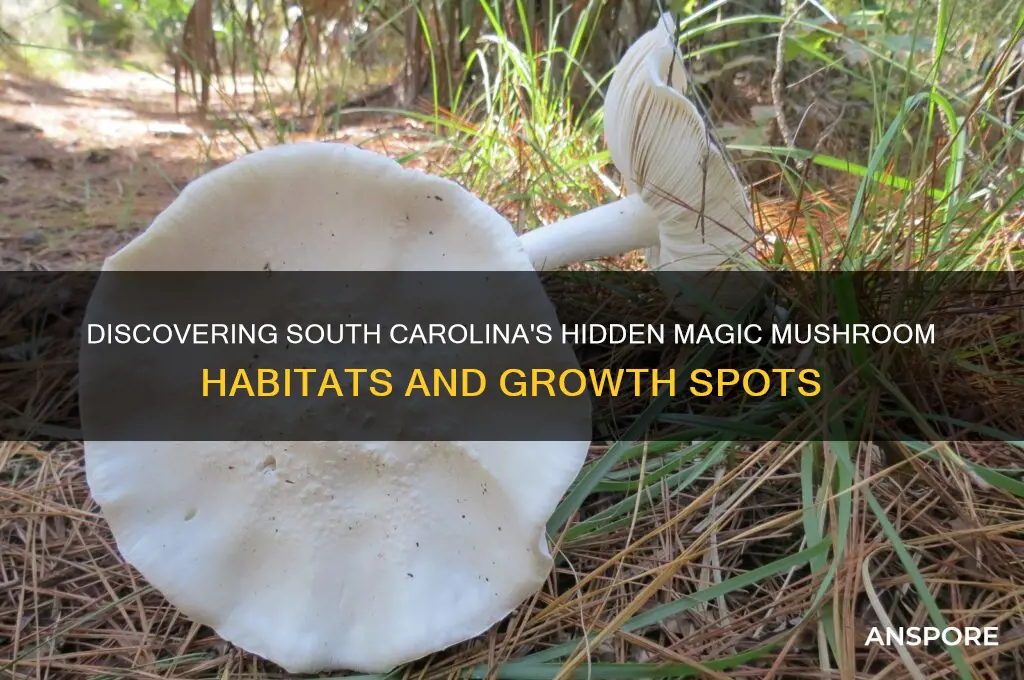 where do magic mushroom grow in south carolina
